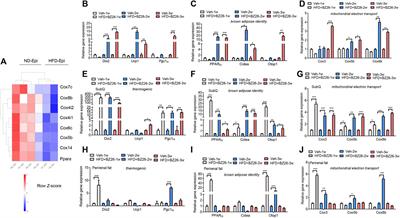 Inhibition of PPARγ by BZ26, a GW9662 derivate, attenuated obesity-related breast cancer progression by inhibiting the reprogramming of mature adipocytes into to cancer associate adipocyte-like cells